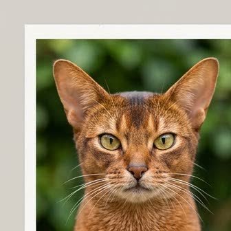 Close-up portrait of an Abyssinian