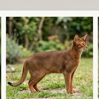 An Abyssinian standing outdoors