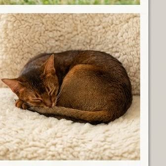 An Abyssinian in a characteristic pose
