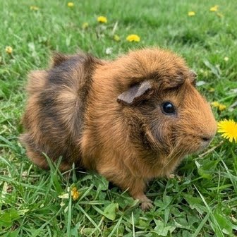 An Abyssinian guinea pig sitting on grass near a dandelion