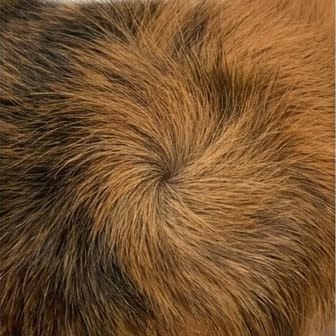 Close-up of an Abyssinian guinea pig's swirled rosette coat