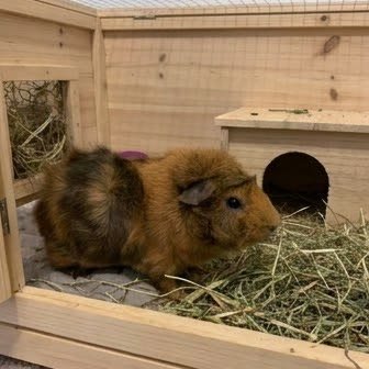 An Abyssinian guinea pig inside its wooden hutch