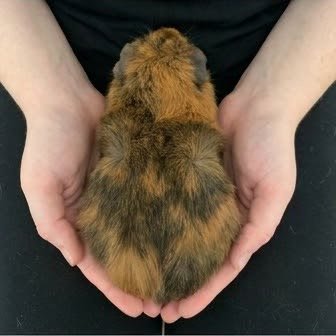 An Abyssinian guinea pig held gently in cupped hands
