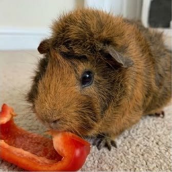 An Abyssinian guinea pig eating a piece of bell pepper