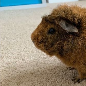 A full-body side profile of an Abyssinian guinea pig