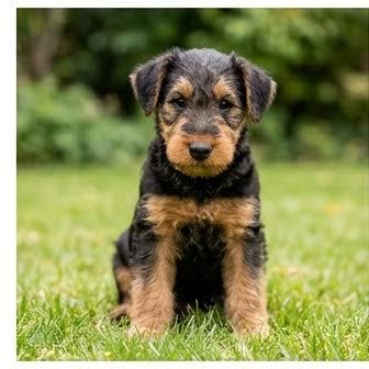 An Airedale Terrier puppy with a curious expression