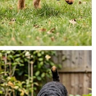 An Airedale Terrier in a characteristic pose