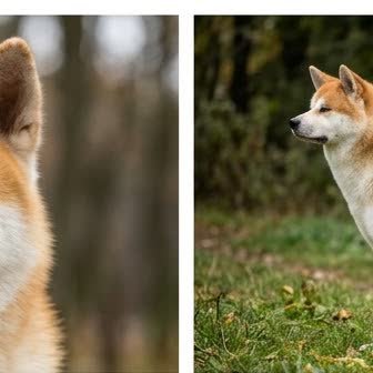 An Akita standing outdoors
