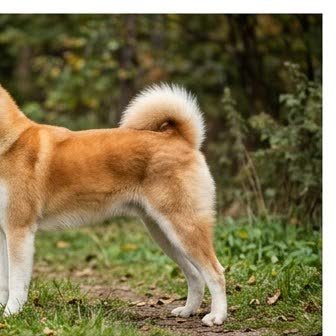 An Akita running or playing outdoors