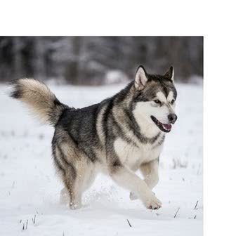 An Alaskan Malamute running or playing outdoors