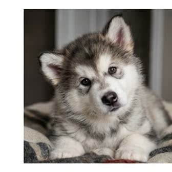 An Alaskan Malamute puppy with a curious expression