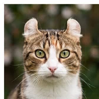 Close-up portrait of an American Curl
