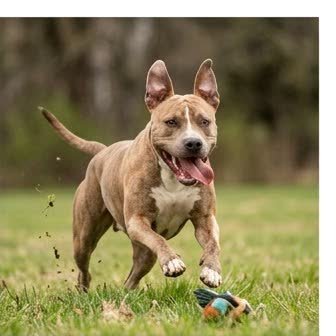 An American Pit Bull Terrier running or playing outdoors