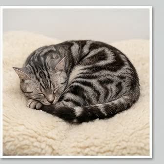 An American Shorthair in a characteristic pose