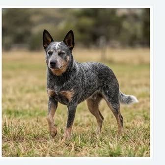 An Australian Cattle Dog in a characteristic pose