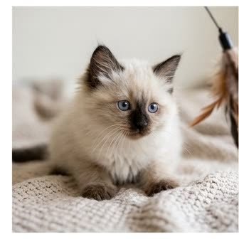 A Balinese kitten with a curious expression