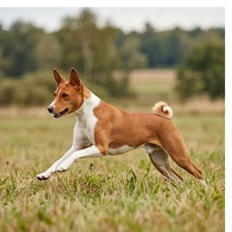 A Basenji running or playing outdoors