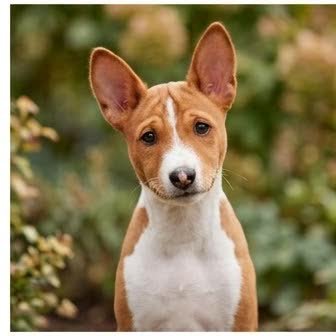A Basenji puppy with a curious expression