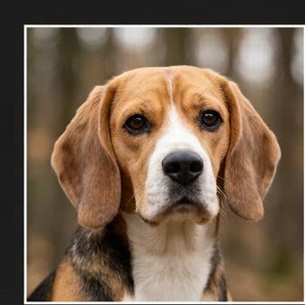 Close-up portrait of a Beagle