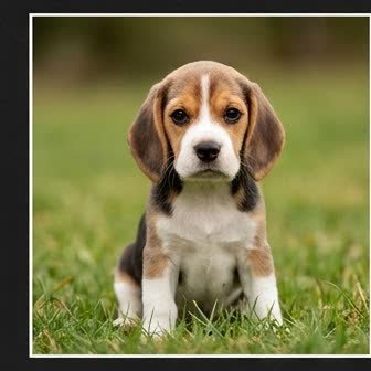 A Beagle puppy with a curious expression