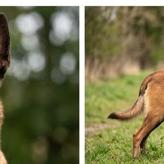 A Belgian Malinois standing outdoors