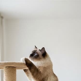 A Birman in a characteristic pose