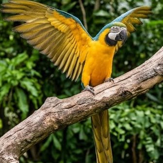 A Blue-and-Gold Macaw with wings spread on an outdoor branch