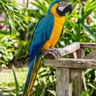 A Blue-and-Gold Macaw perched outdoors among plants