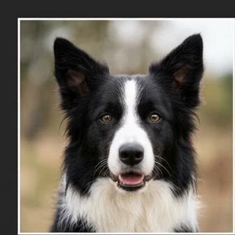 Close-up portrait of a Border Collie