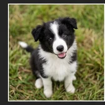 A Border Collie puppy with a curious expression