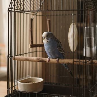 A blue-and-white budgerigar perched inside its cage