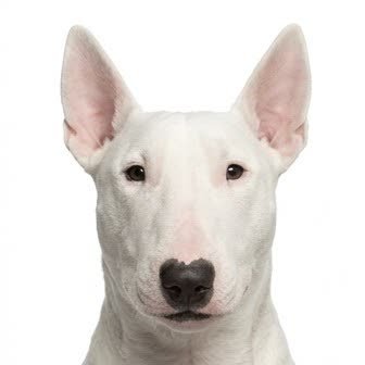Close-up portrait of a Bull Terrier
