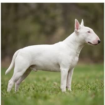 A Bull Terrier standing outdoors