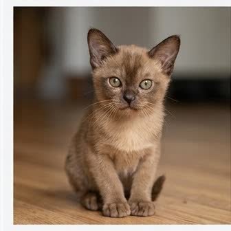 A Burmese kitten with a curious expression