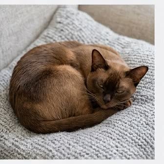 A Burmese in a characteristic pose