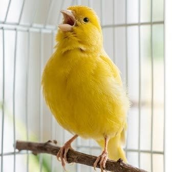 A canary singing with its beak open on a cage perch