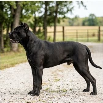 A Cane Corso standing outdoors