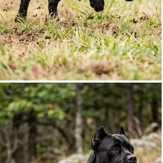 A Cane Corso in a characteristic pose