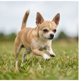 A Chihuahua in a characteristic pose