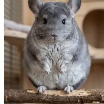 A chinchilla perched on a wooden platform indoors