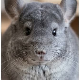 Close-up portrait of a chinchilla