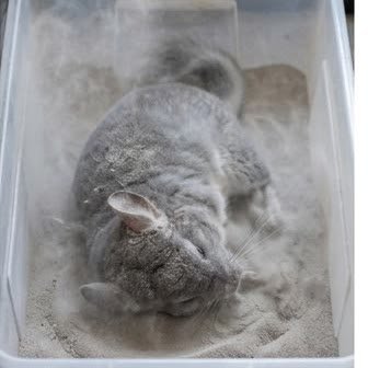 A chinchilla taking a dust bath