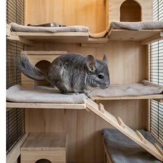 A chinchilla on a multi-level indoor enclosure