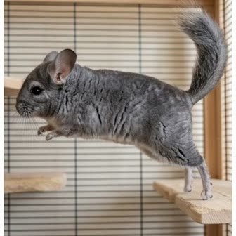 A chinchilla jumping between platforms