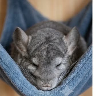 A chinchilla resting in a hammock