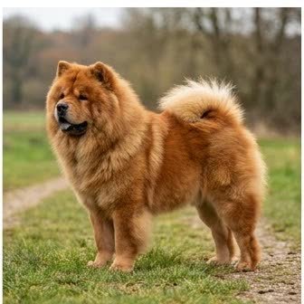A Chow Chow standing outdoors