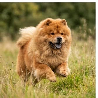 A Chow Chow running or playing outdoors