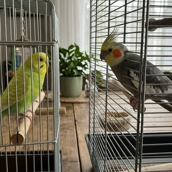 A cockatiel and a budgerigar in neighboring cages