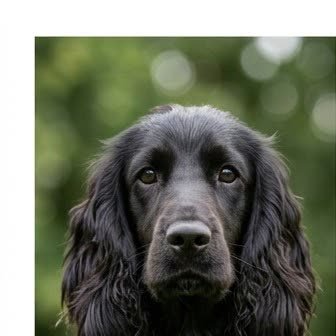 Close-up portrait of a Cocker Spaniel