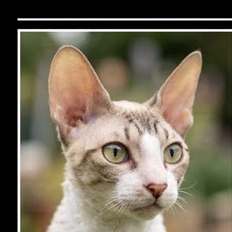 Close-up portrait of a Cornish Rex
